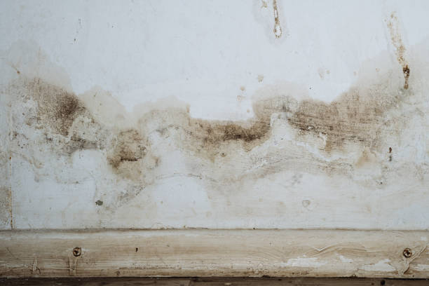 Mold Remediation for Vacation Homes